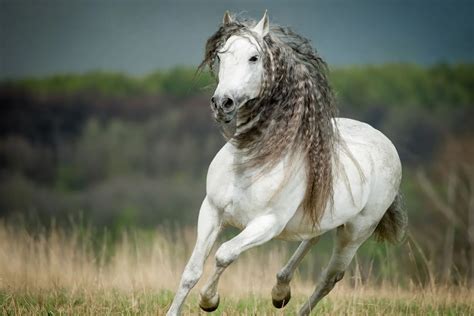 hublot spanish horse|history of andalusian horses.